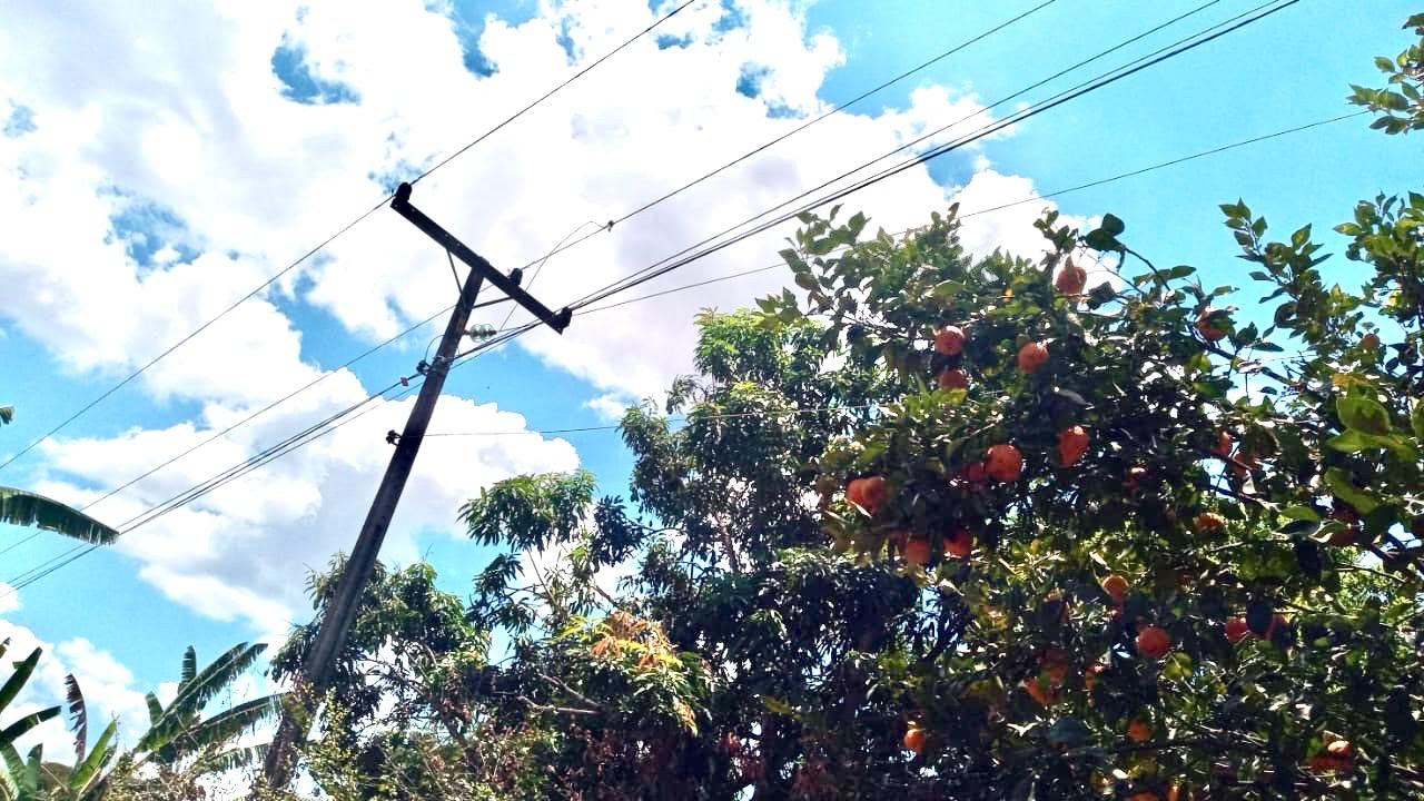 Colher frutas pode ser perigoso: Neoenergia Brasília alerta para riscos próximos à rede elétrica